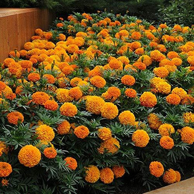 SREE Marigold Flower Seed(55 per packet)