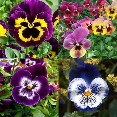 ibains Pansy mixed seed 12 Seed(12 per packet)