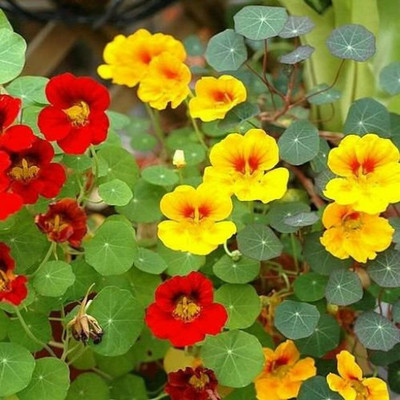 Aywal Nasturtium Mix Color Flower Seed(7 per packet)