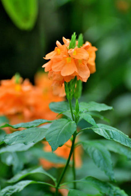Radhekrishna kanakambaram-firecracker-crossandra Seed(29 per packet)
