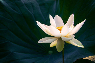 Sunway lotus,kamal gatta Seed(11 per packet)