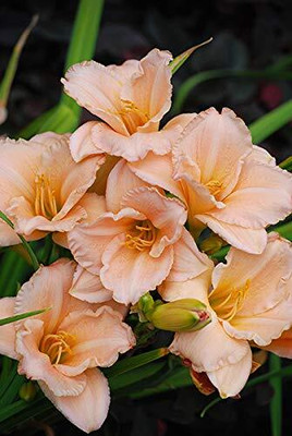Cloud Farm Lily Plant Seed(2 per packet)