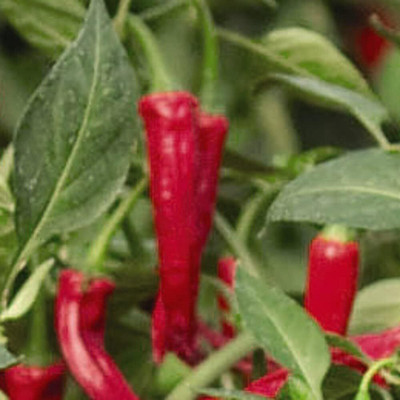 KNESSiN High Germination Hot Cayannetta Chilli Seeds for Home Gardening-(2400 Seeds) Seed(2400 per packet)