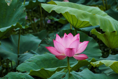 madrid lotus,kamal seeds Seed(15 per packet)