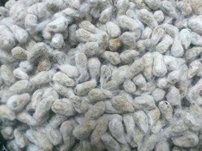 BJUBAS Cotton seeds hybrid Pack of 12 Seed(12 per packet)
