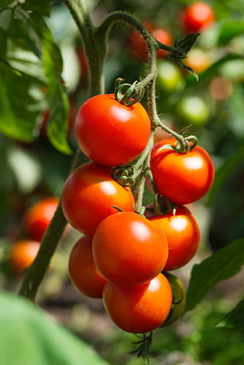 Prigobuy tomato Seed(135 per packet)