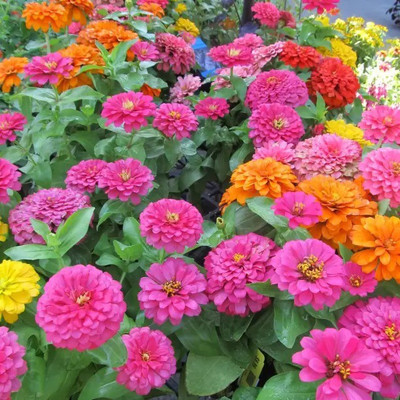 MAA Zinna Seed(33 per packet)