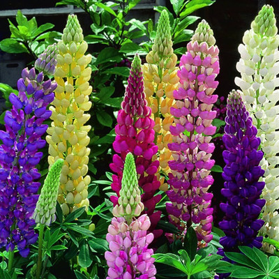 Aywal Lupin Pixie Dwarft Mixed Flower Seed(2 g)