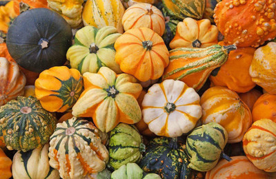 VibeX ® VMR-557 Ornamental Pumpkin Mix Giant Heirloom Seed(50 per packet)
