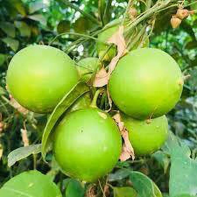 Aywal Lemon Fruit Seed(46 per packet)