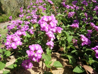 Quentova VERBENA Flower Purple-HUA-10C Seed(75 per packet)