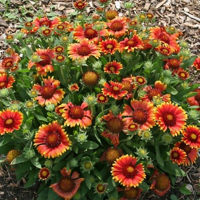 Quentova Arizona Sun Gaillardia Plant-NDIR-11A Seed(75 per packet)