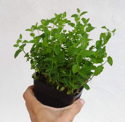Qualtivate PUAS-8A Strawberry Mint Seeds Seed(200 per packet)