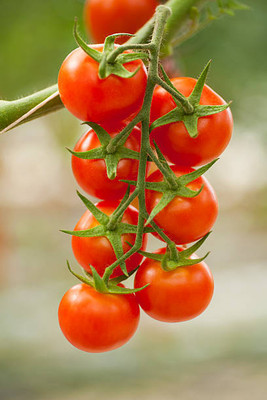 XOLDAA tomato Seed(105 per packet)
