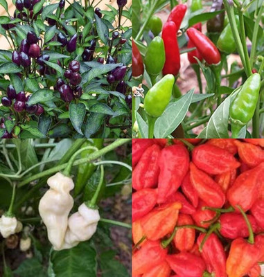 ibains Ornamental chilli seeds bij 70 Seed(70 per packet)