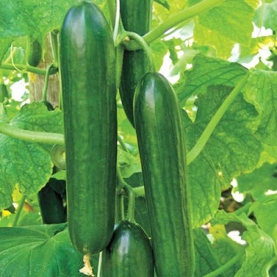 KNESSiN Cucumber Parthenocarpic OP, Imported Seed(150 per packet)