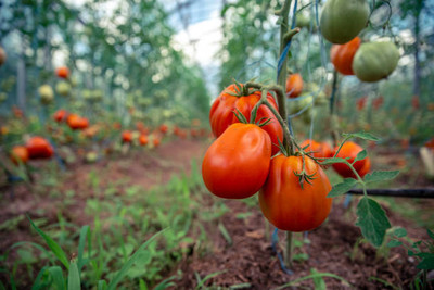 KOO Retails tomato Seed(130 per packet)