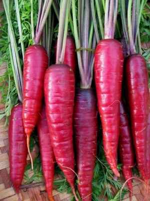 Aywal Hybrid Vegetable Seeds - Mooli Seeds - (Red Long Radish) Seed(800 per packet)