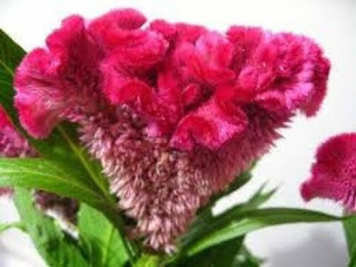 XOLDA Exotic cocksomb Seed(35 per packet)