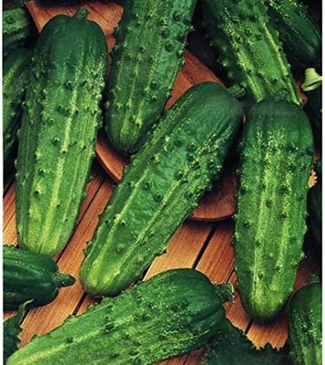 Qualtivate PUA-4A Cucumber Gherkin Seed(300 per packet)