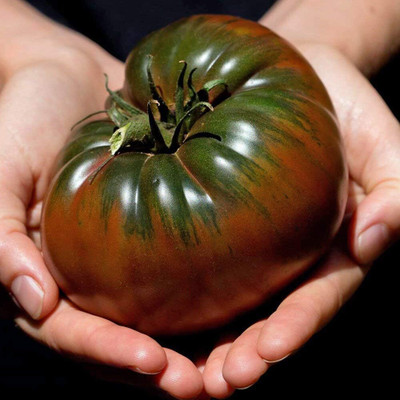 Biosnyg Non GMO Black Krim Tomato Summer Vegetable Seeds - (2000 Seeds) Seed(2000 per packet)