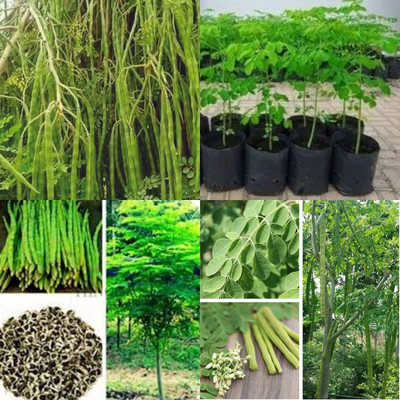 ibains Morning fresh seed pack of 78 Seed(78 per packet)