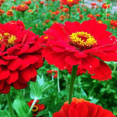 classic green earth ZINNIA RED DOUBLE FLOWER, F1 HYBRID SEEDS Seed(25 per packet)
