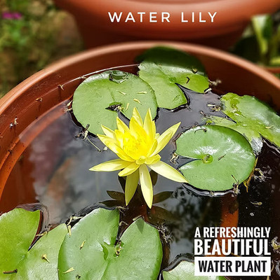 DEYS AGRO ™ water lily seeds,flower plant Seed(11 per packet)