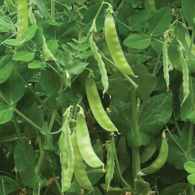 CYBEXIS VXI-2 - Snowbird Pea - (300 Seeds) Seed(300 per packet)