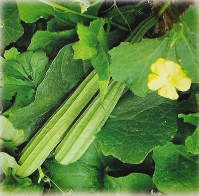 Qualtivate HYB-3A Ridge Gourd Turai Seed(50 per packet)