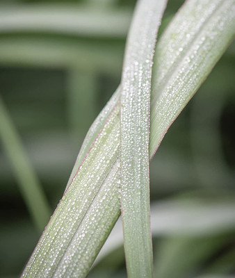 CYBEXIS XLL-18 - Lemon Grass Cochin Grass - (250 Seeds) Seed(250 per packet)