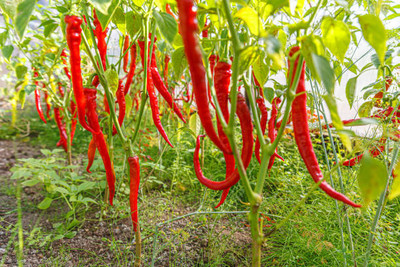 Kodali Hybrid F1 Chilli Seeds Pack Of 78 Seed(78 per packet)