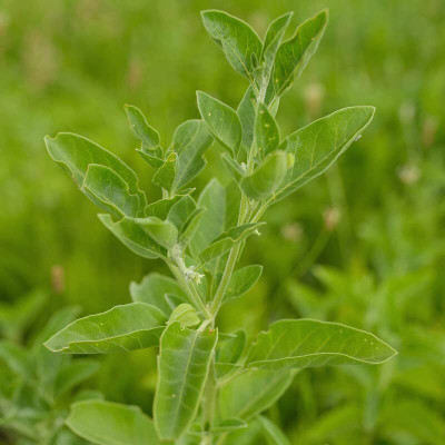 Aywal Ashwagandha Herrbs Seed(115 per packet)