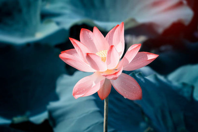 GMR lotus,kamal gatta Seed(14 per packet)