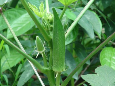 Lorvox Okra Burgundy F1 Hybrid Vegetable Seeds (LADIES FINGER) Seed(125 per packet)