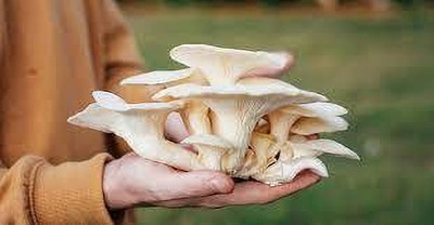 sirian oyester mushroom seeds Seed(48 per packet)