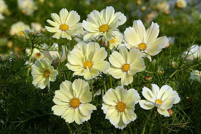ZIXA Cosmos Xanthos Seed(10 per packet)