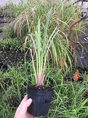 CYBEXIS LX-47 - Fever GrassLemongrass - (750 Seeds) Seed(750 per packet)