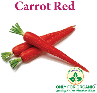 WILLVINE ORGANIC SEEDS ! Hybrid Red Carrot-[2000 Seeds] Seed(2000 per packet)