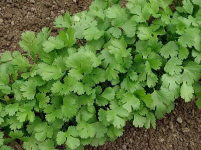 BJUBAS Green coriander seeds pack of 213 Seed(213 per packet)