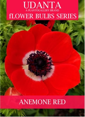 Udanta Imported Anemone Bulbs Suitable Cold Climate - Pack Of 5 Bulbs (Red) Seed(5 per packet)