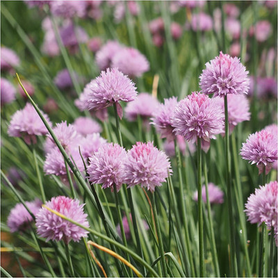 CYBEXIS LX-98 - Chive Herb - (750 Seeds) Seed(750 per packet)