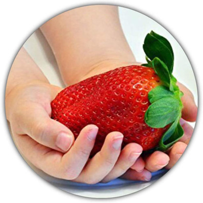 KNESSiN Giant Strawberries - Fragaria Ananassa - Seeds Seed(50 per packet)