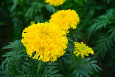 AGRODAK marigold/gende ka phool flower seeds Seed(50 per packet)