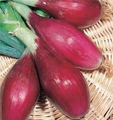 Qualtivate PUAS-6A Onion - Long Torpedo Shaped Rose Seed(500 per packet)