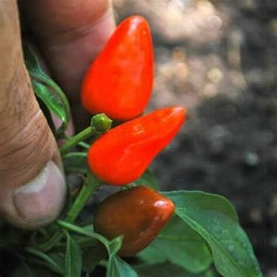 KNESSiN Chilli Facing Heaven Pepper Seed(200 per packet)