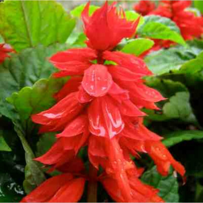 Quentova Salvia Red-PUA-3R Seed(50 per packet)
