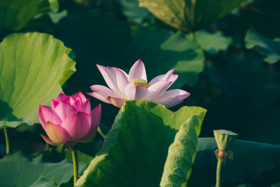Heirloom Quality lotus,kamal gatta Seed(10 per packet)
