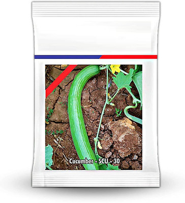 Qualtivate XL-802 Cucumber vegetable seeds Seed(200 per packet)