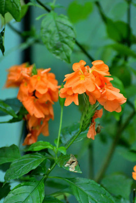 MOGEX kanakambaram-firecracker-crossandra Seed(14 per packet)
